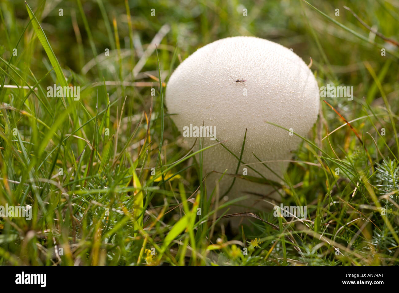 A Puffball mushroom (Lycoperdon perlatum) in a meadow (France). Vesse de loup (Lycoperdon perlatum) dans un pré (France). Stock Photo