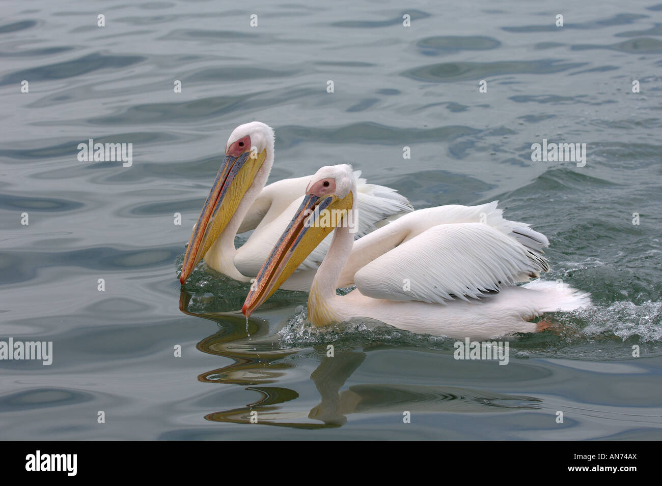 Great white pelican Pelecanus onocrotalus adults swimming Walvis Bay Namibia November Stock Photo
