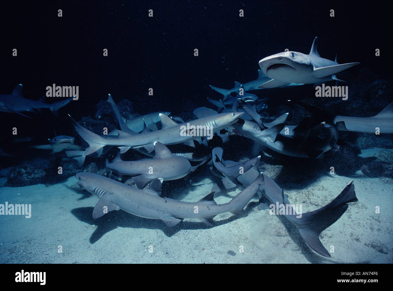 Pack of Whitetip Reef Sharks search for food in coral bed Stock Photo