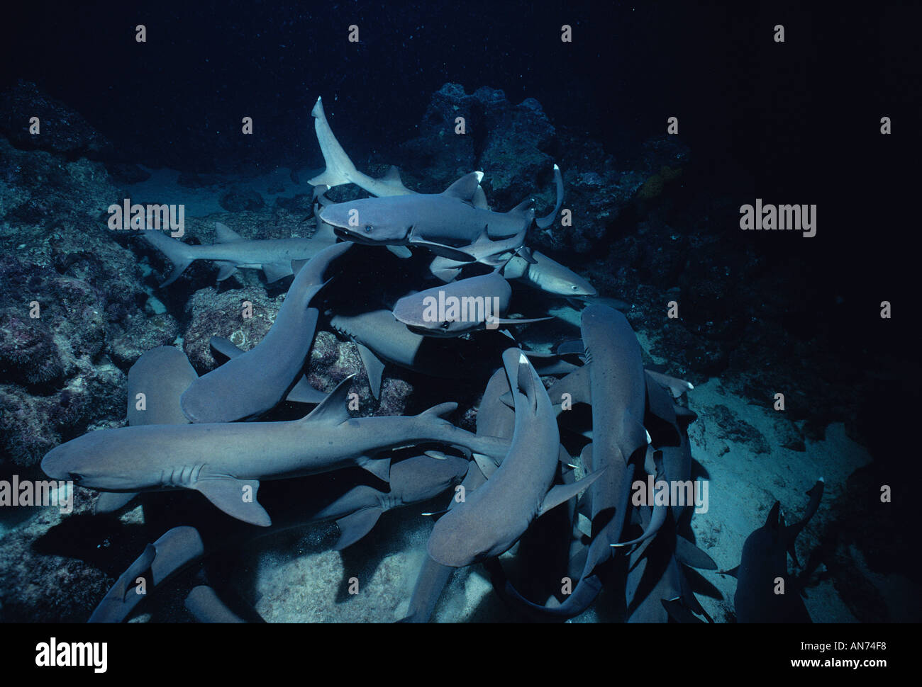 Pack of Whitetip Reef Sharks search for food in coral bed Stock Photo