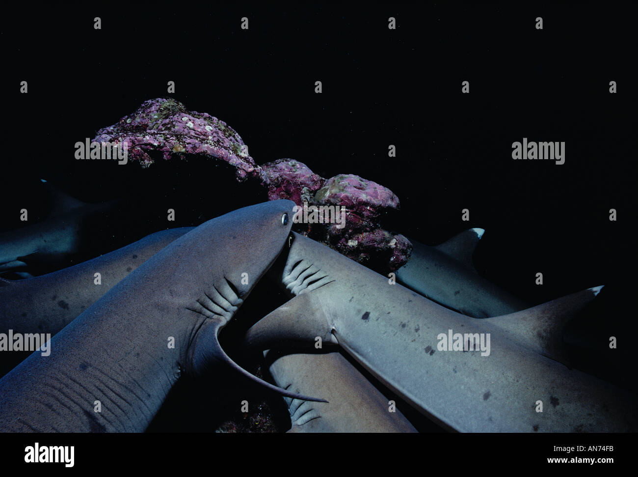 Whitetip Reef Sharks search for food Stock Photo