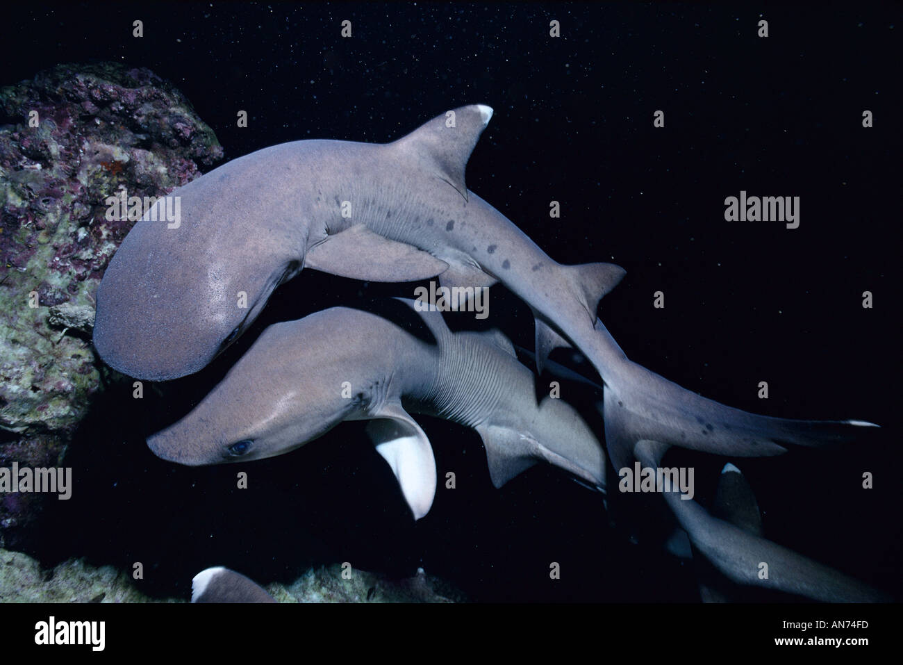 Pack of Whitetip Reef Sharks search for food Stock Photo