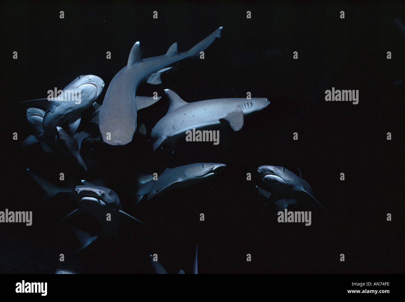 Pack of Whitetip Reef Sharks search for food Stock Photo