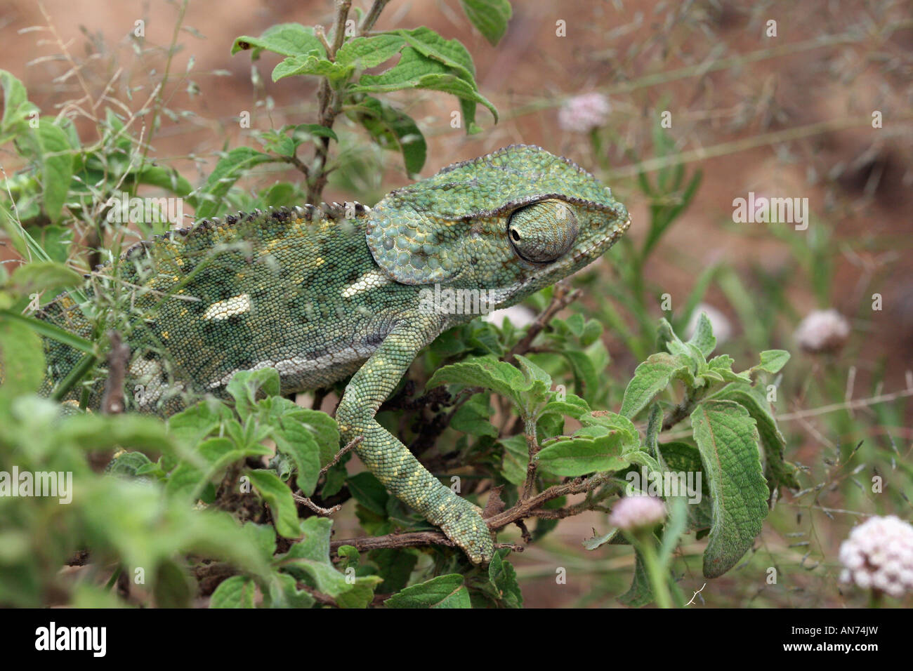 Flap necked chameleon Chameleo sp Buhemba Stock Photo