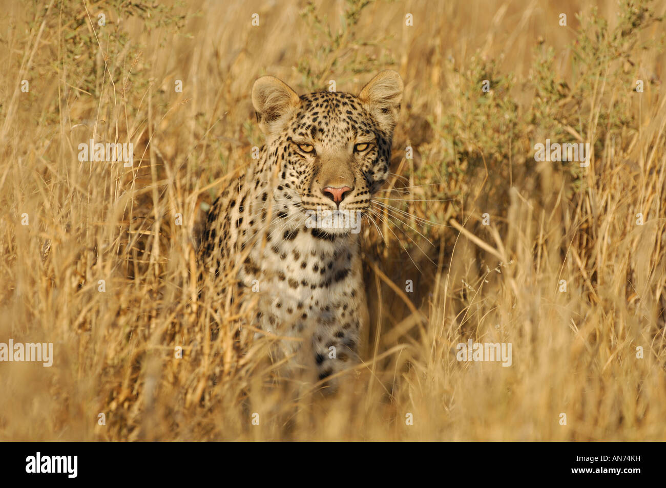 Image of an African leopard sitting among golden winter grasses, Okavango Delta, Botswana Stock Photo