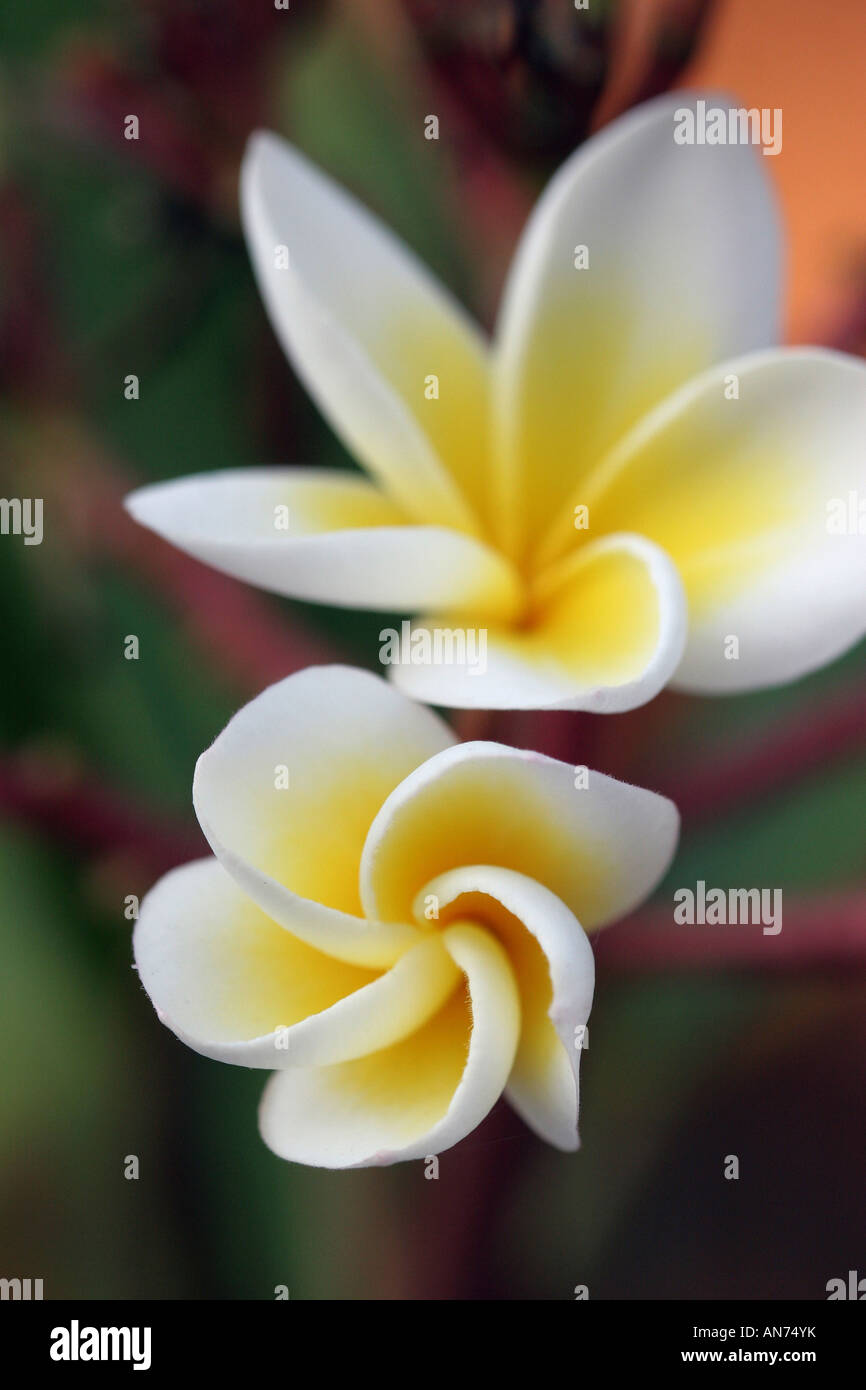 Plumeria south africa hires stock photography and images Alamy