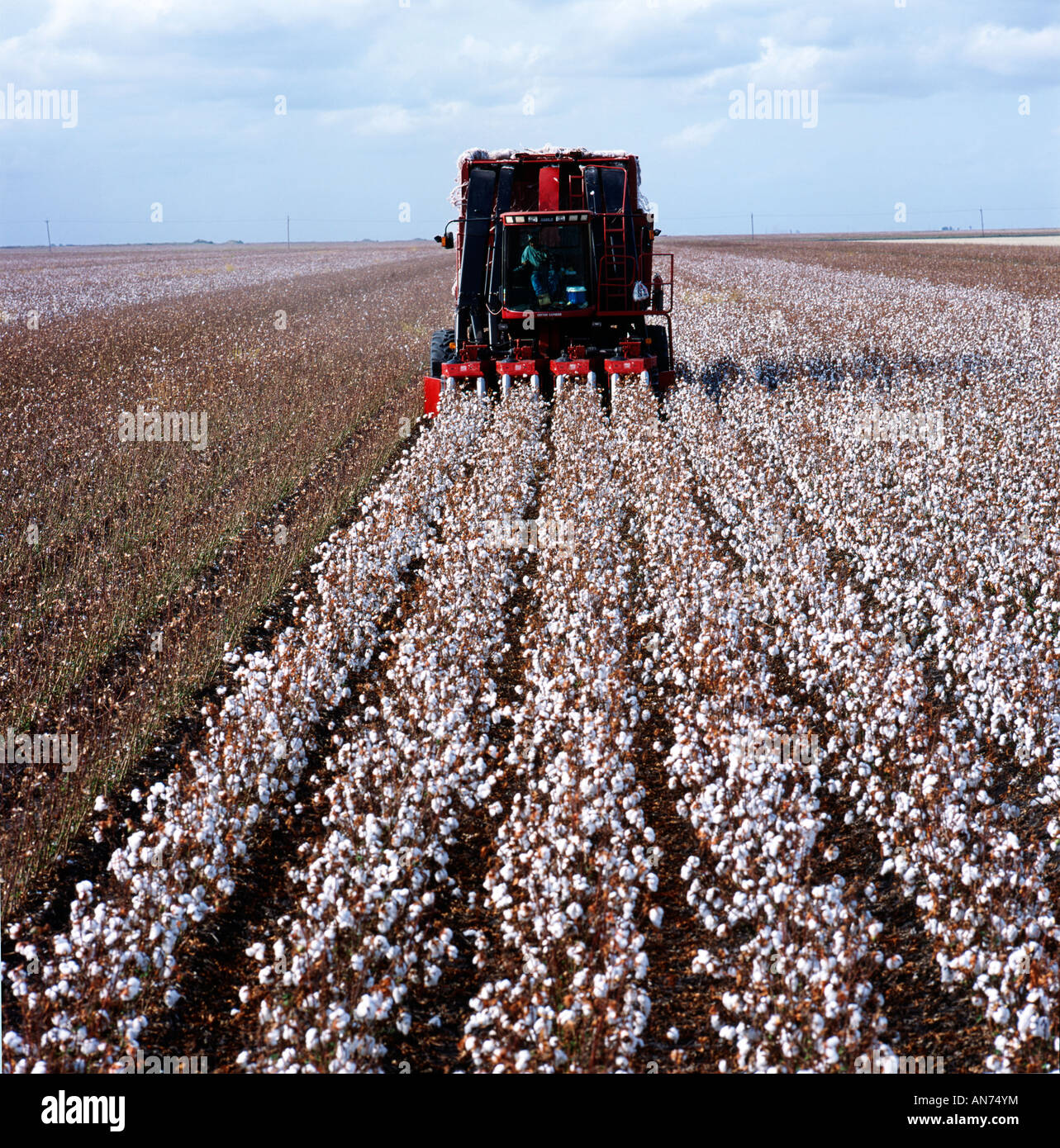 Automated cotton picking machine harvests a Texas cotton field Stock Photo