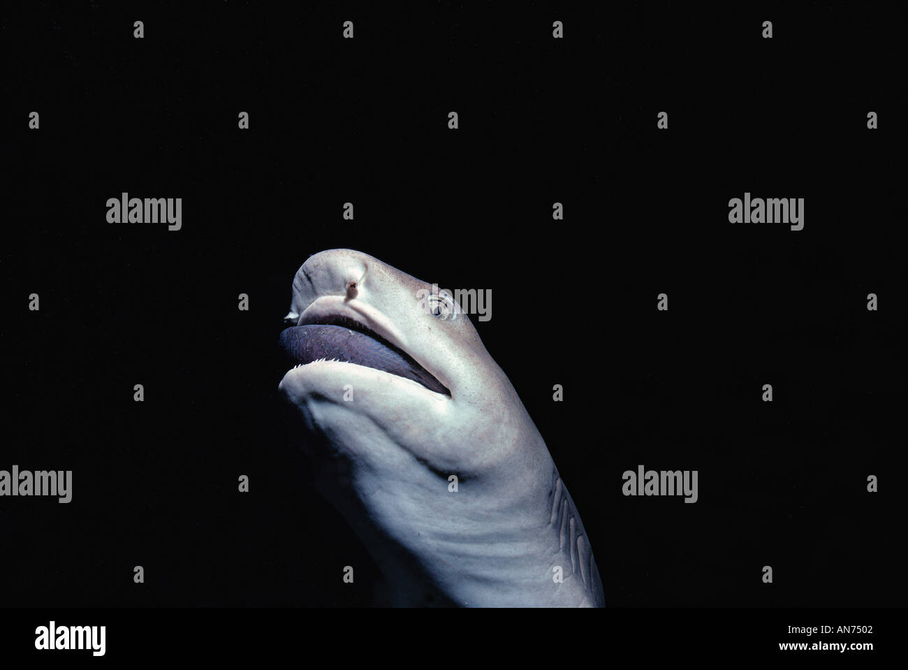 Whitetip Reef Shark eats a surgeonfish Stock Photo