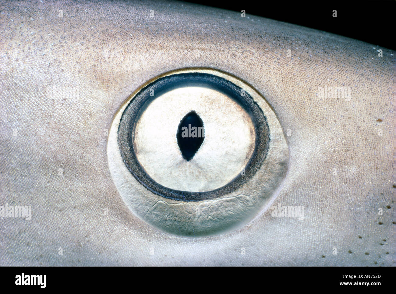 Eye of Lemon Shark Stock Photo Alamy