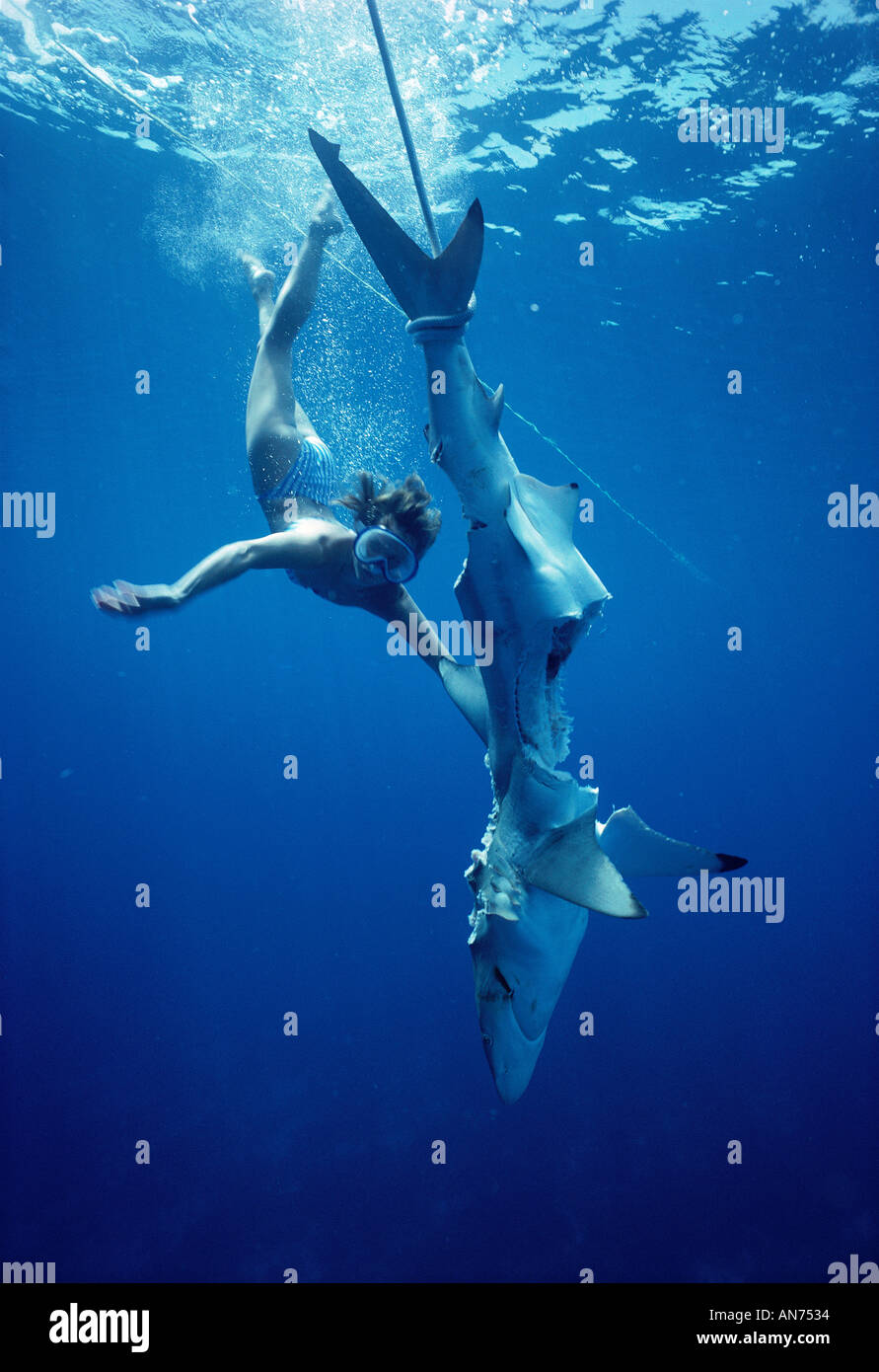 Snorkeler inspects dead Caribbean Reef Shark eaten by Bull Shark Stock