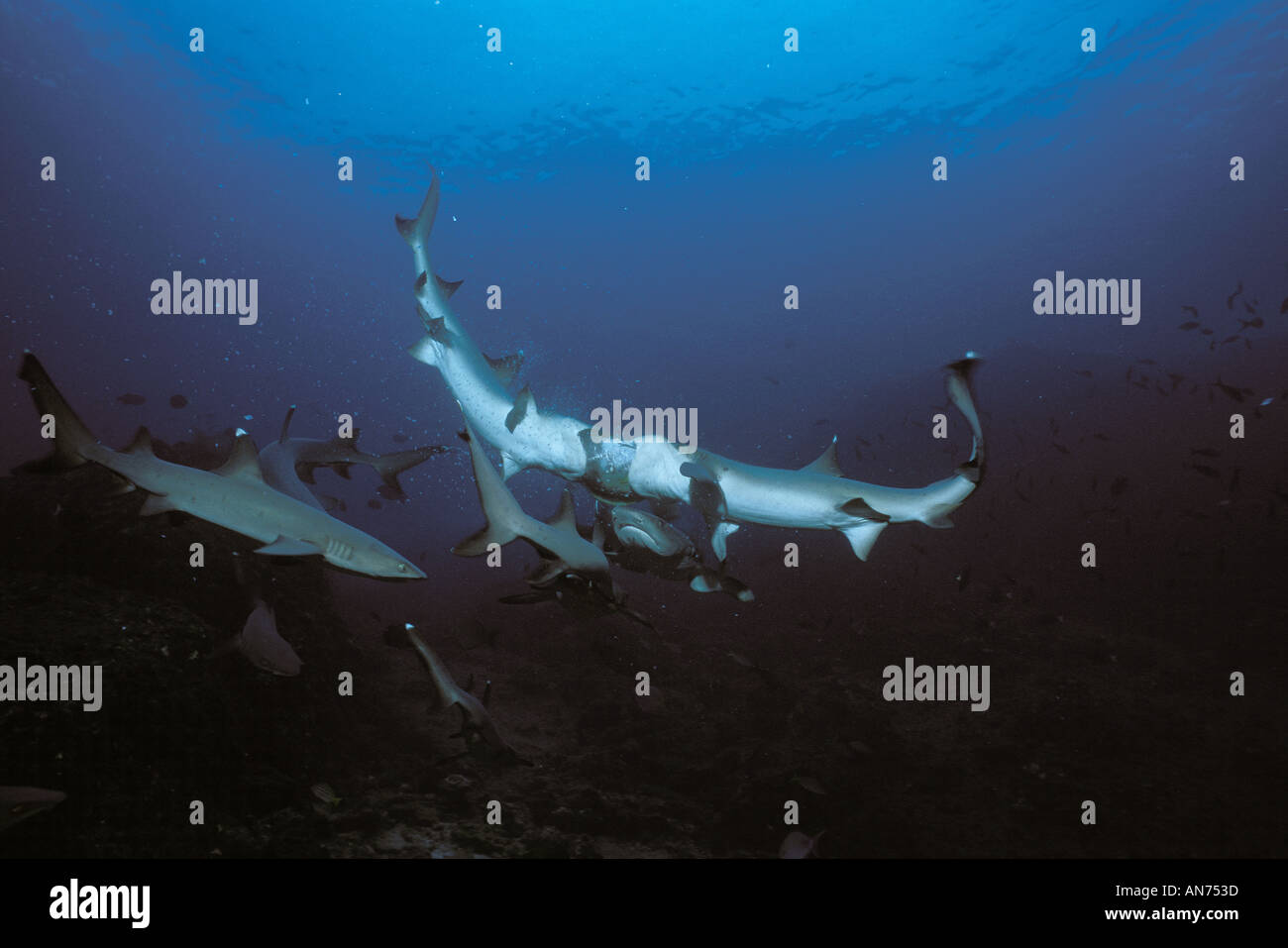 Whitetip Reef Sharks Stock Photo