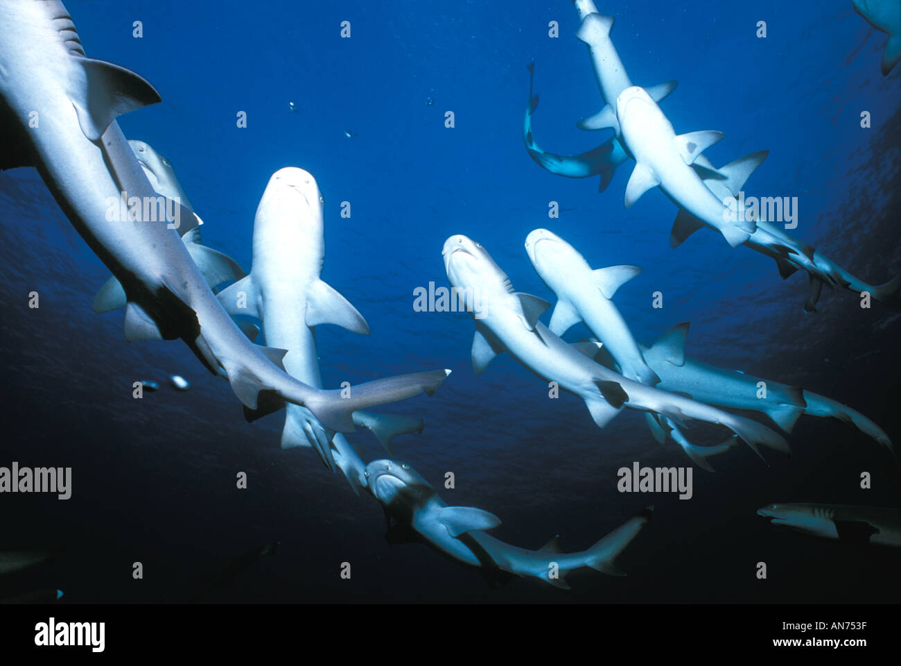 INTERESTING FACTS ABOUT WHITETIP REEF SHARKS visual data 8