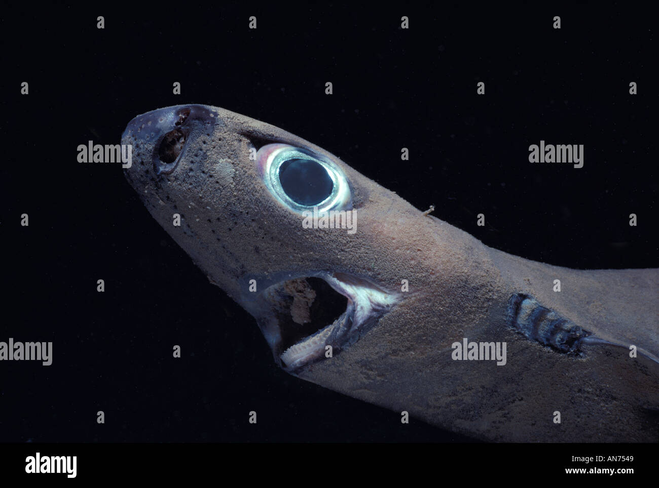 Spined Pygmy Shark Stock Photo