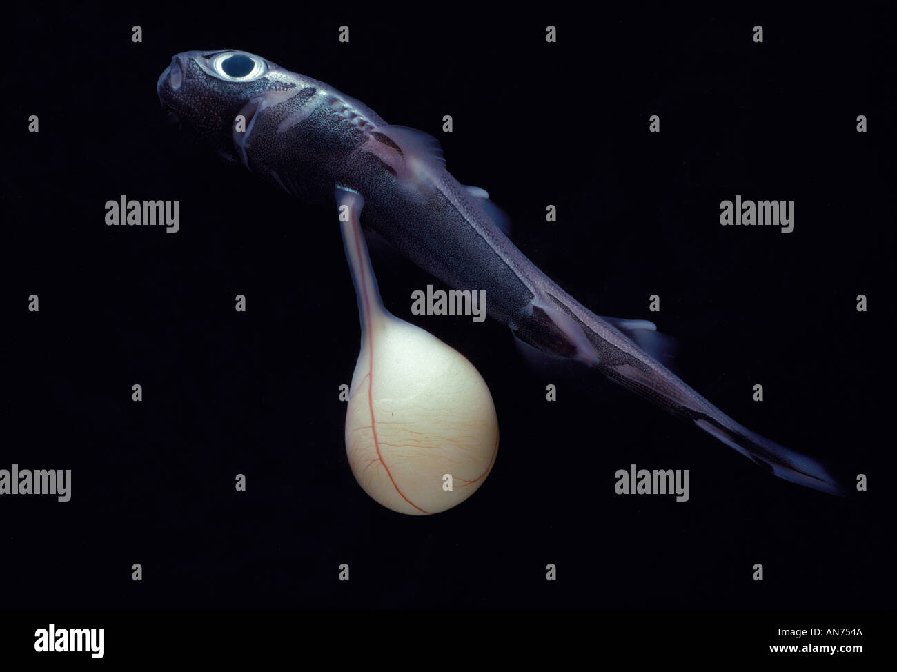 Newborn Spined Pygmy Shark Stock Photo