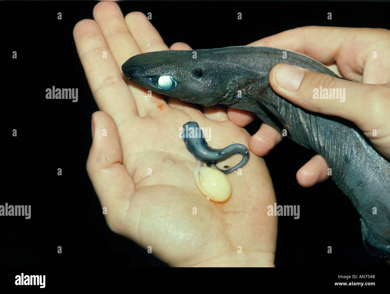 Newborn Spined Pygmy Shark Stock Photo