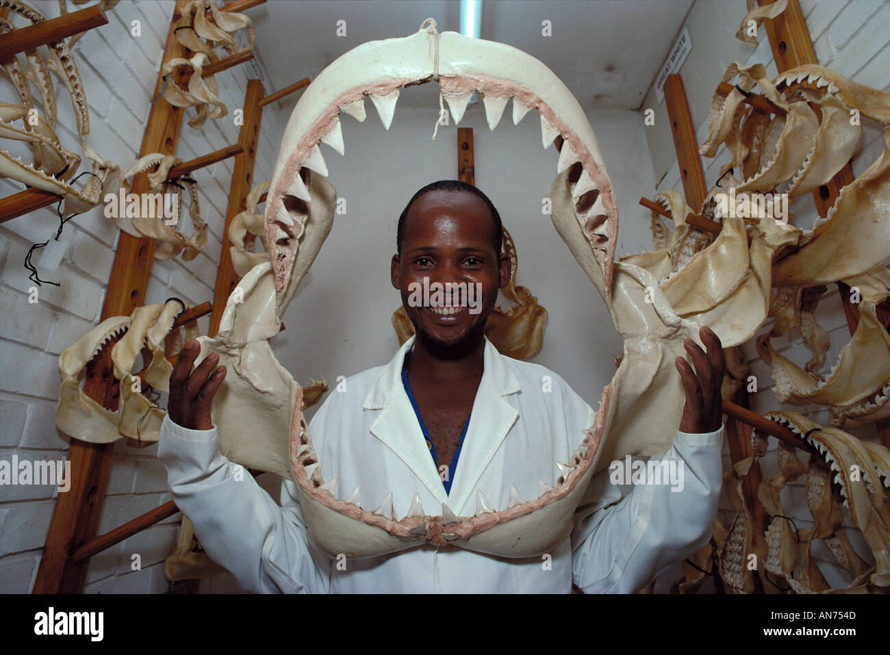 Teeth of 6 meter Great White Shark held by man in Jaw Room part of the Natal Sharks Board Collection Stock Photo