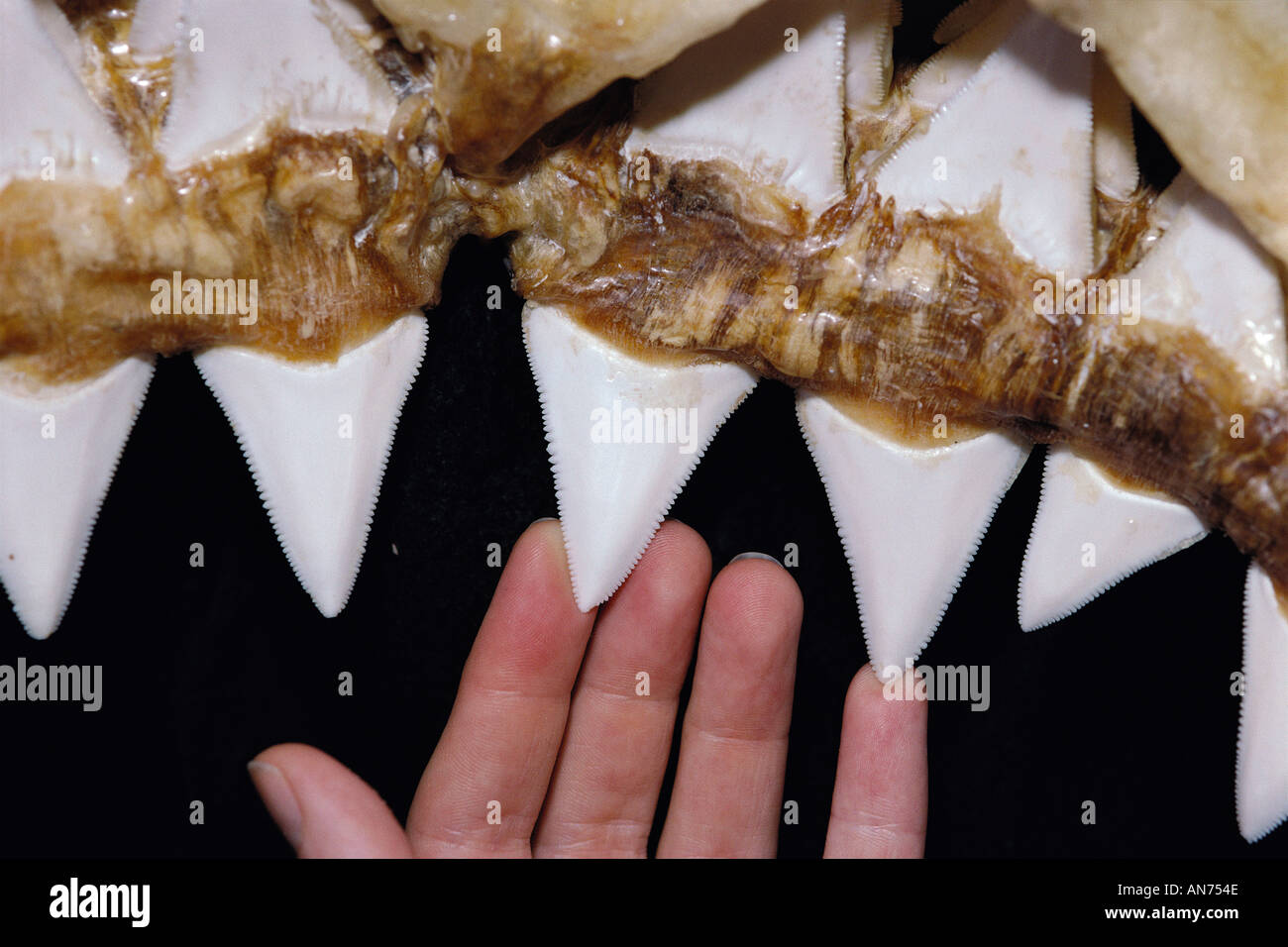 Teeth of upper jaw of 6 meter Great White Shark part of the Natal Sharks Board Collection Stock Photo
