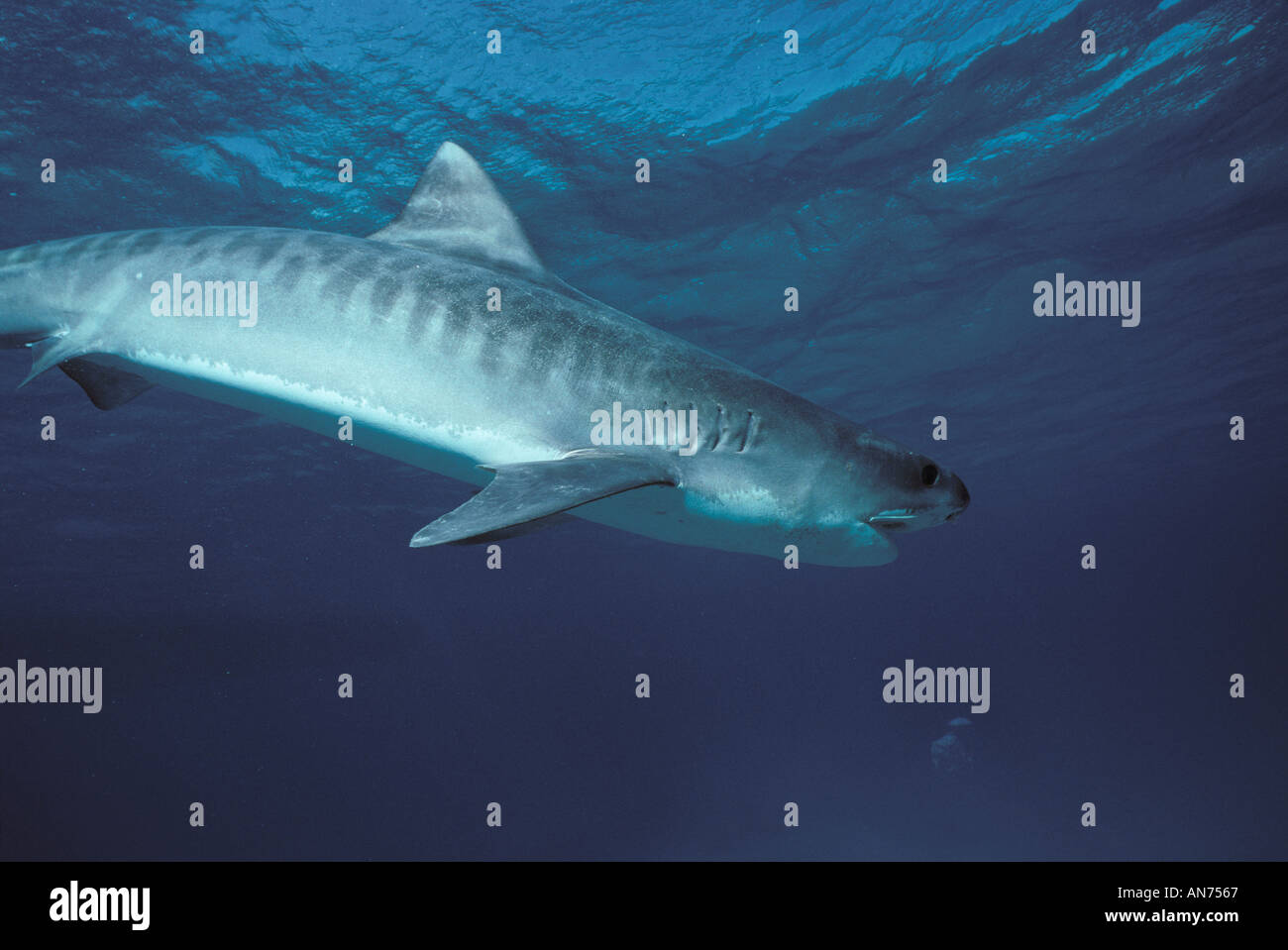 Tiger Shark displaying signiture markings Stock Photo - Alamy