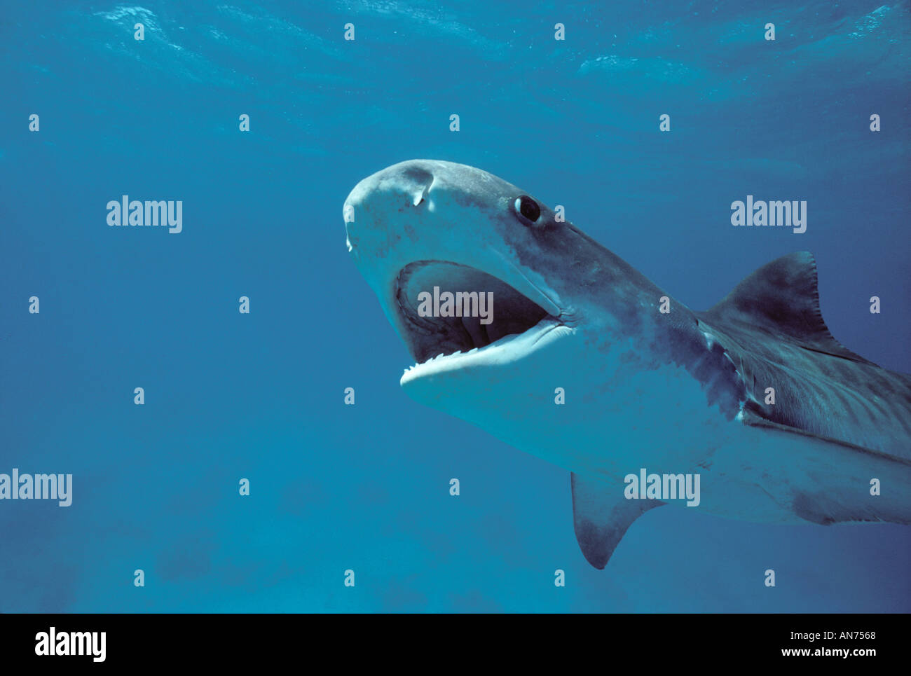 Tiger Shark demonstrating aggressive behavior Stock Photo - Alamy