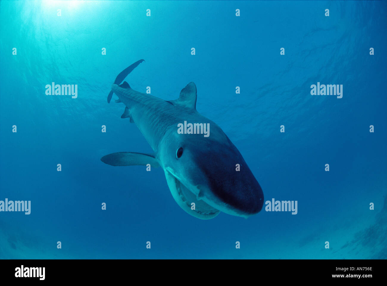 Tiger Shark demonstrating aggressive behavior Stock Photo Alamy