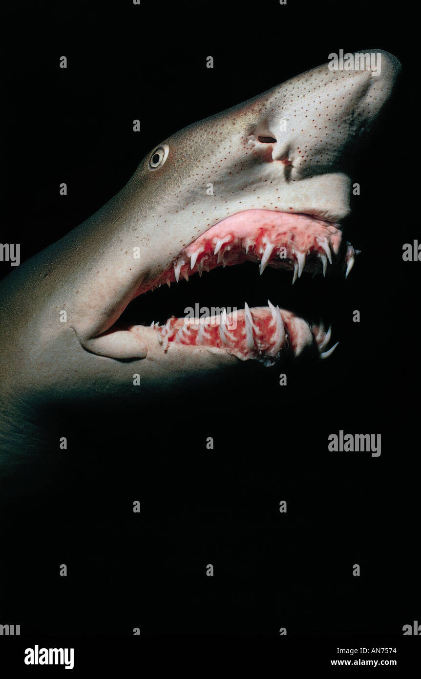 Sand Tiger Shark presents itself at night Stock Photo - Alamy