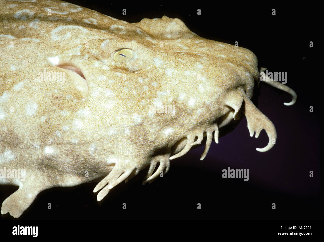 Wobbegong Shark Stock Photo - Alamy
