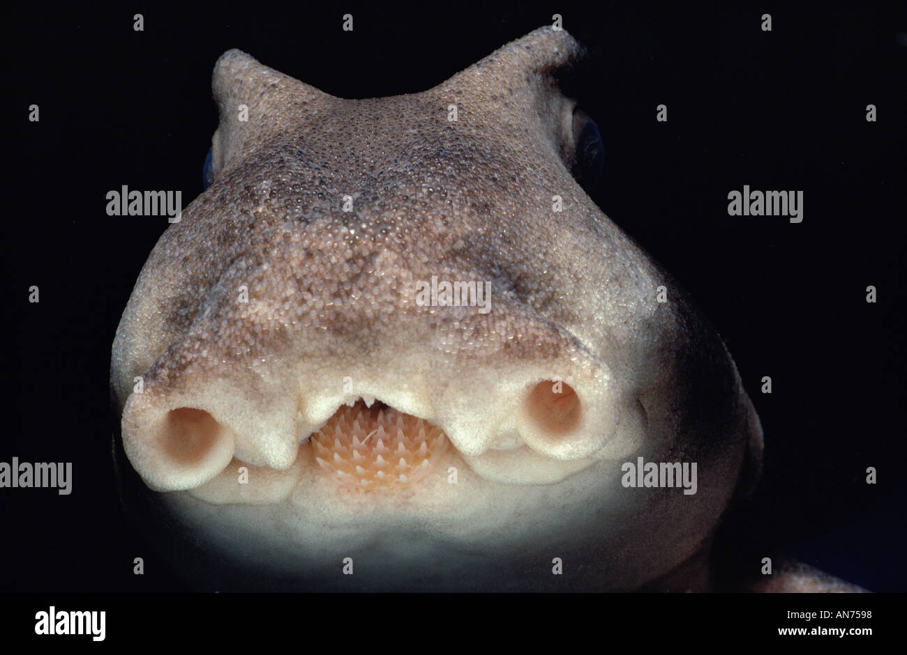 Shark nostrils hi-res stock photography and images - Alamy