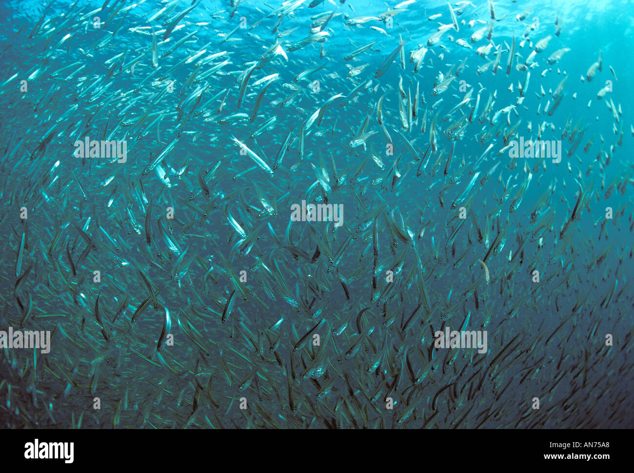 Indian Anchovies form a bait school Stock Photo