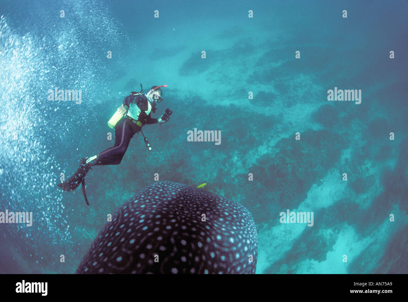 ningaloo-reef-whale-shark-diver-hi-res-stock-photography-and-images-alamy