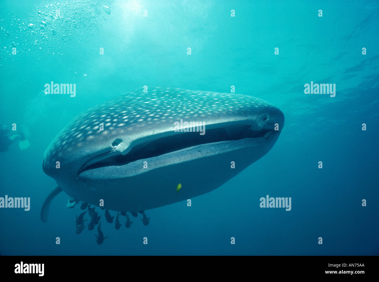 Divers following a Whale Shark with Remoras attached that plays with a juvenile Golden Trevally Stock Photo