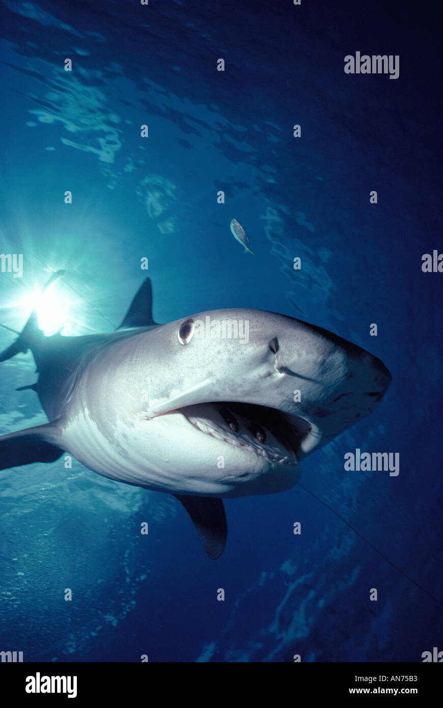 Tiger Shark demonstrating aggressive behavior Stock Photo Alamy