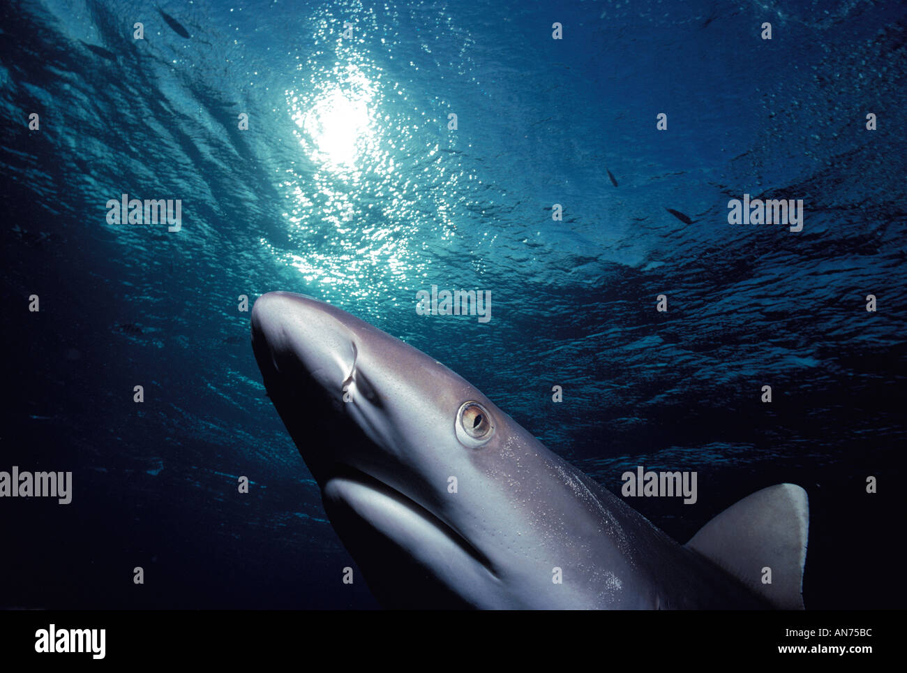 Whitetip Reef Shark Stock Photo