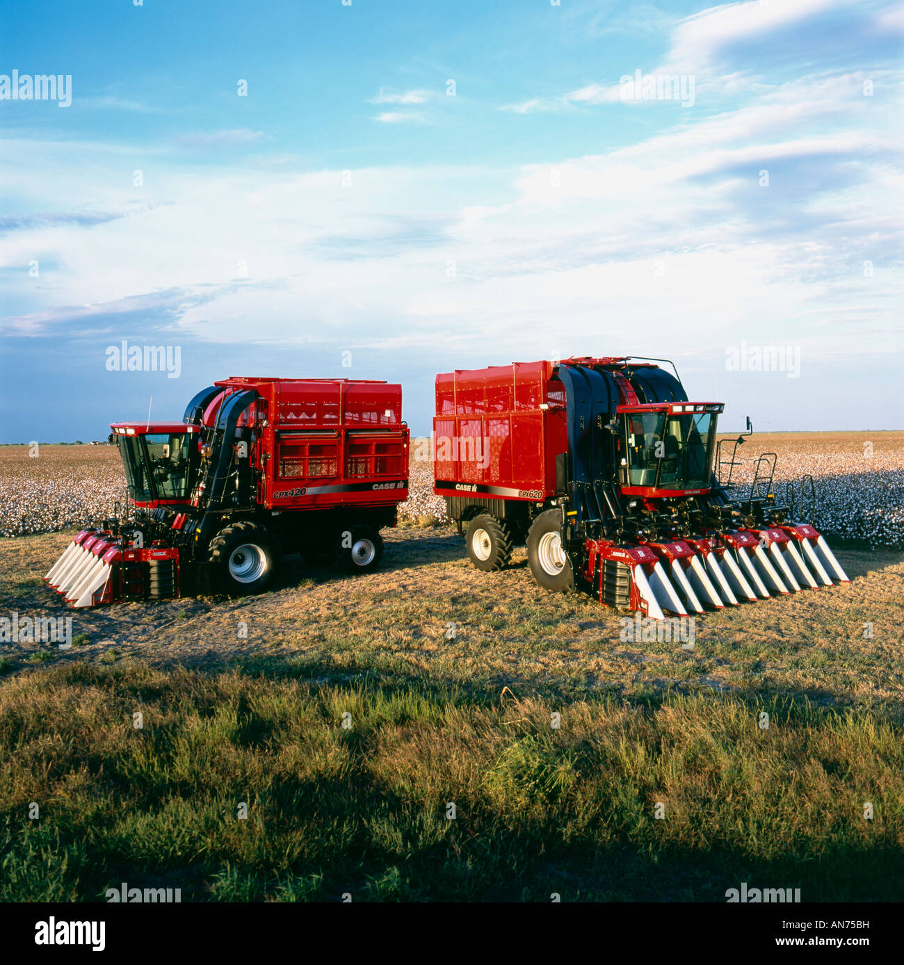 Cotton picking texas hi-res stock photography and images - Alamy