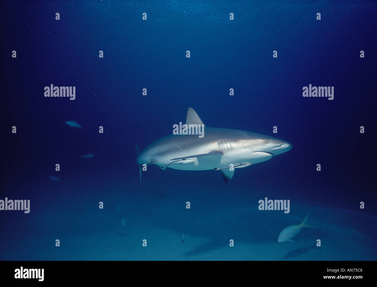 Caribbean Reef Shark with symbiotic Remoras, Bahamas Stock Photo Alamy