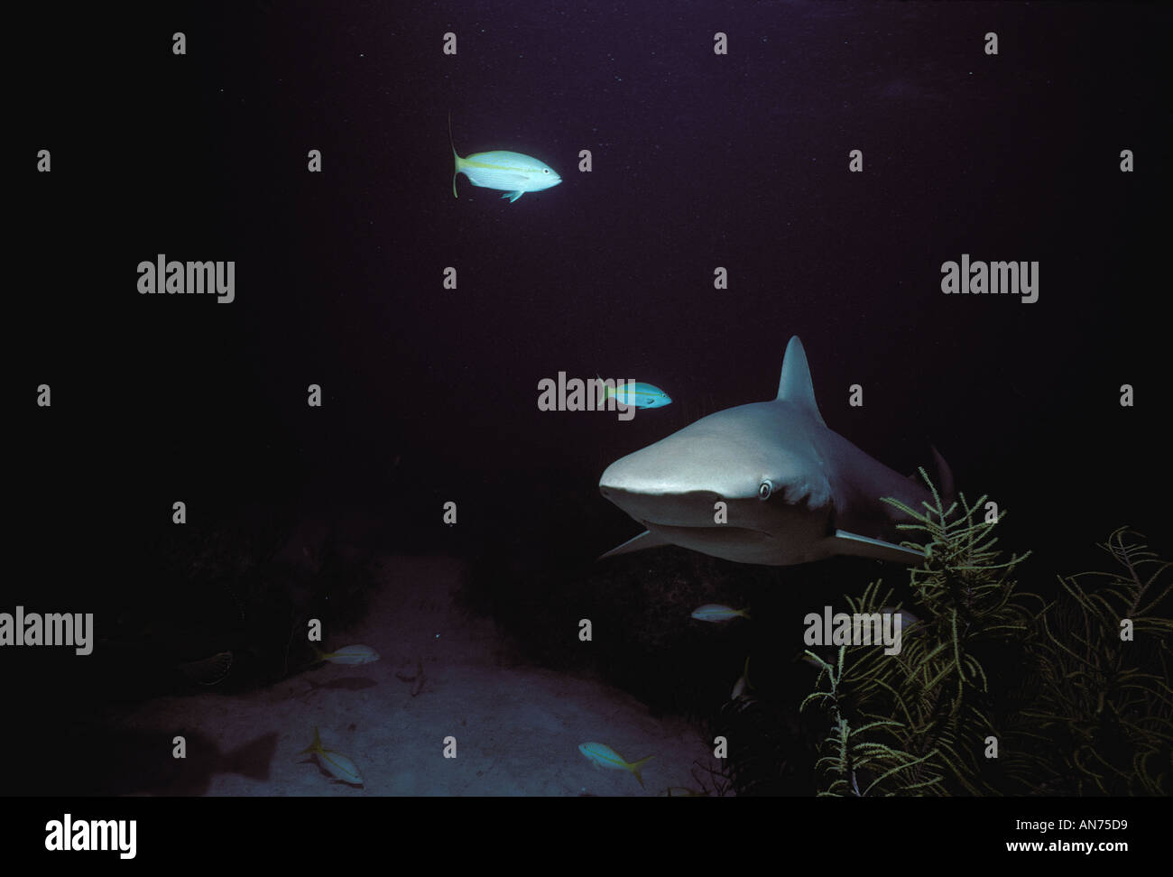 Caribbean Reef Shark with Yellowtail Snappers Stock Photo