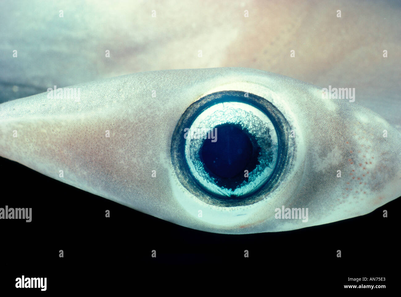 Head and eye of Juvenile Scalloped Hammerhead Shark Stock Photo - Alamy