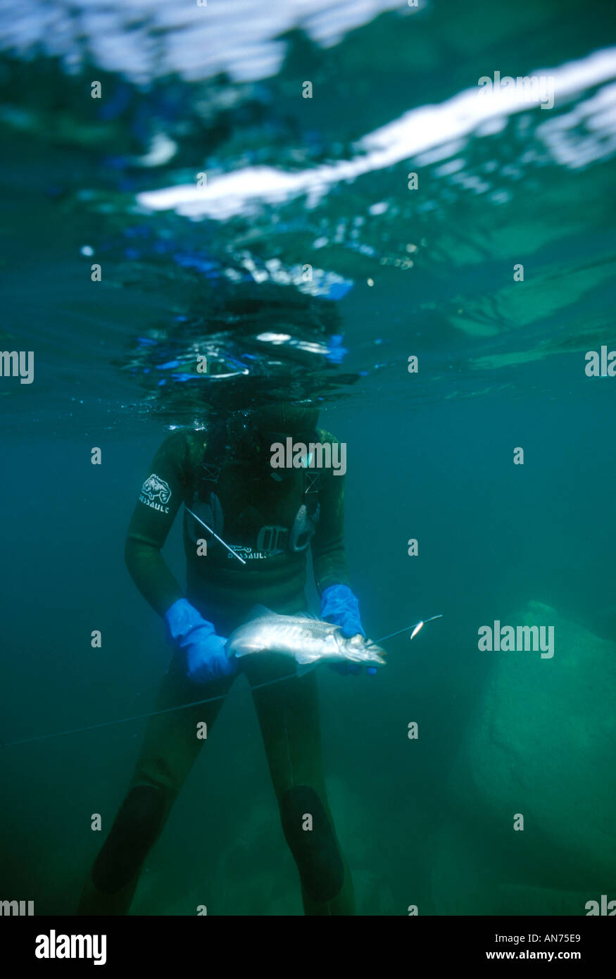 Freediver removes spear from head of Sea Bass Stock Photo Alamy