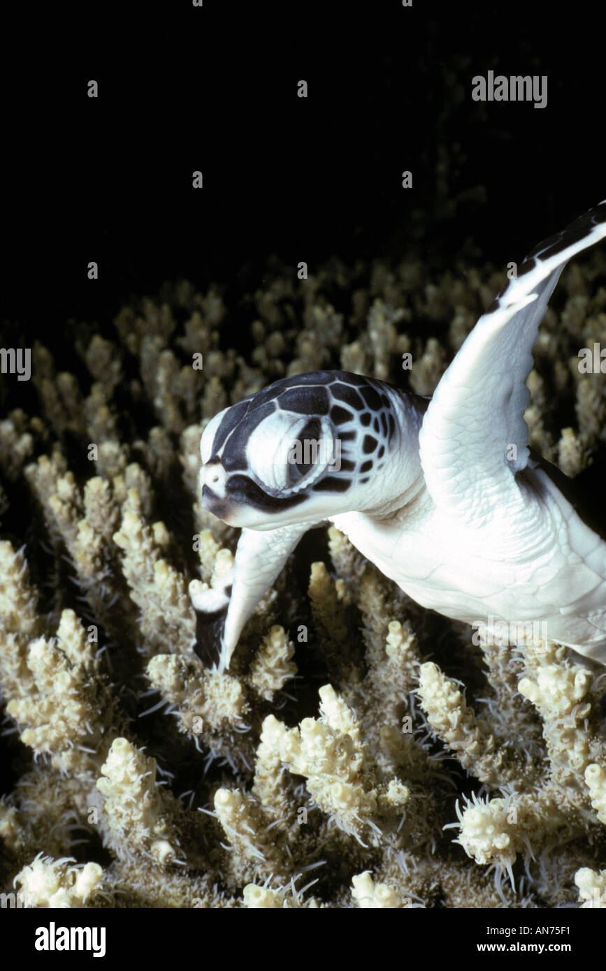 Juvenile Hawksbill Turtle into the coral realm Stock Photo