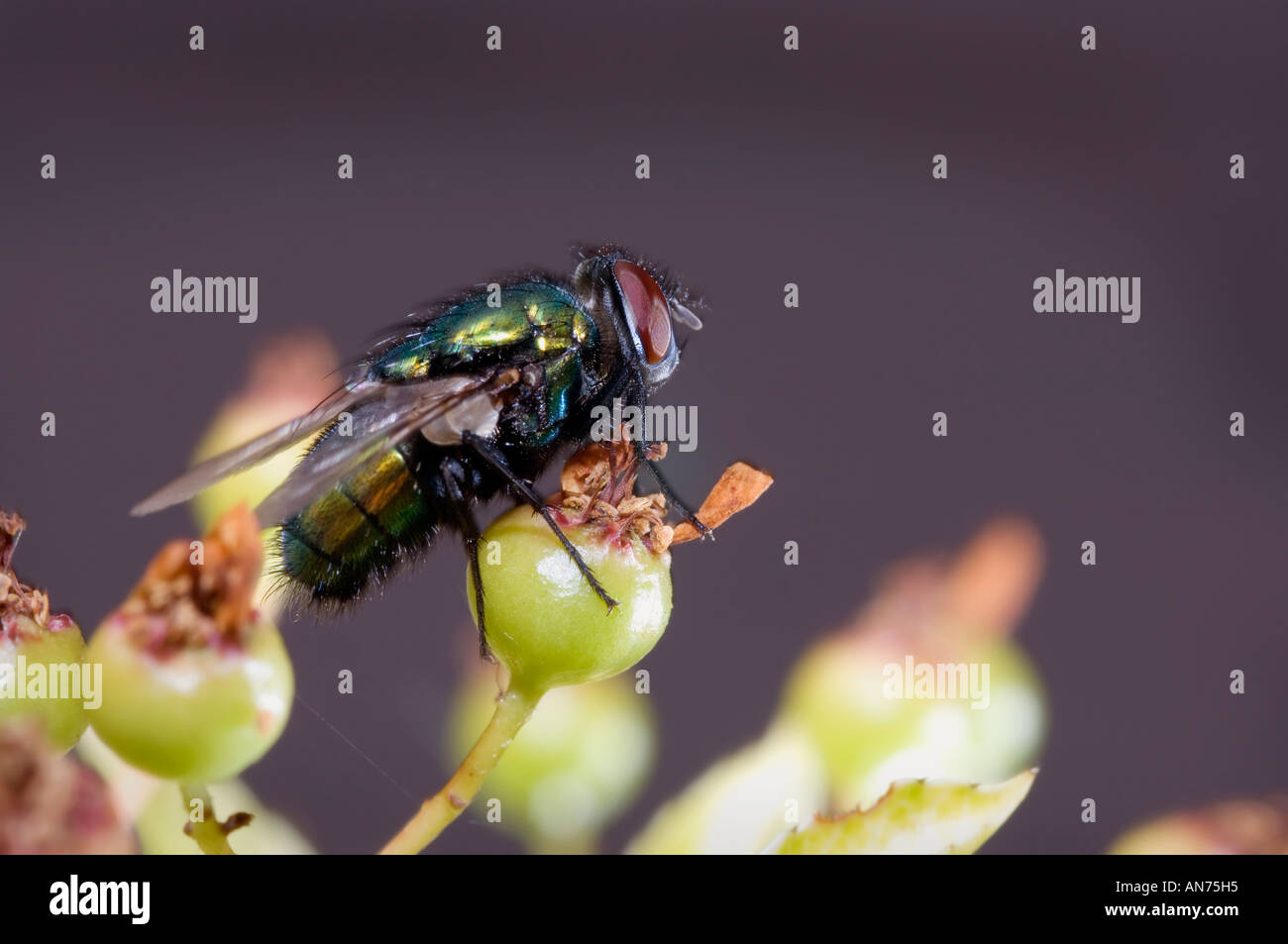 Extreme macro close up of a common fly showing lots of details Stock ...