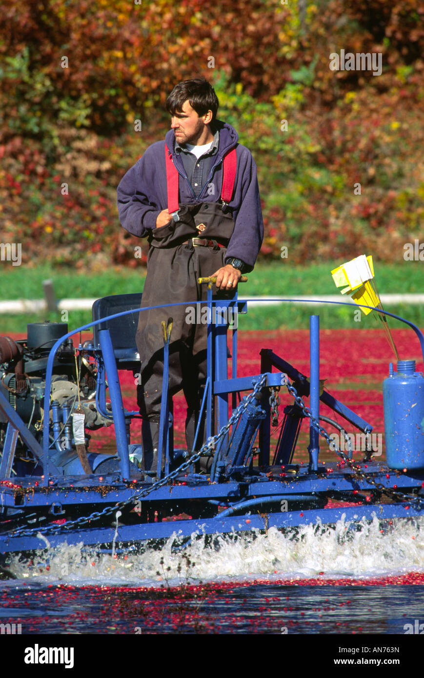 Cranberry bog massachusetts hires stock photography and images Alamy