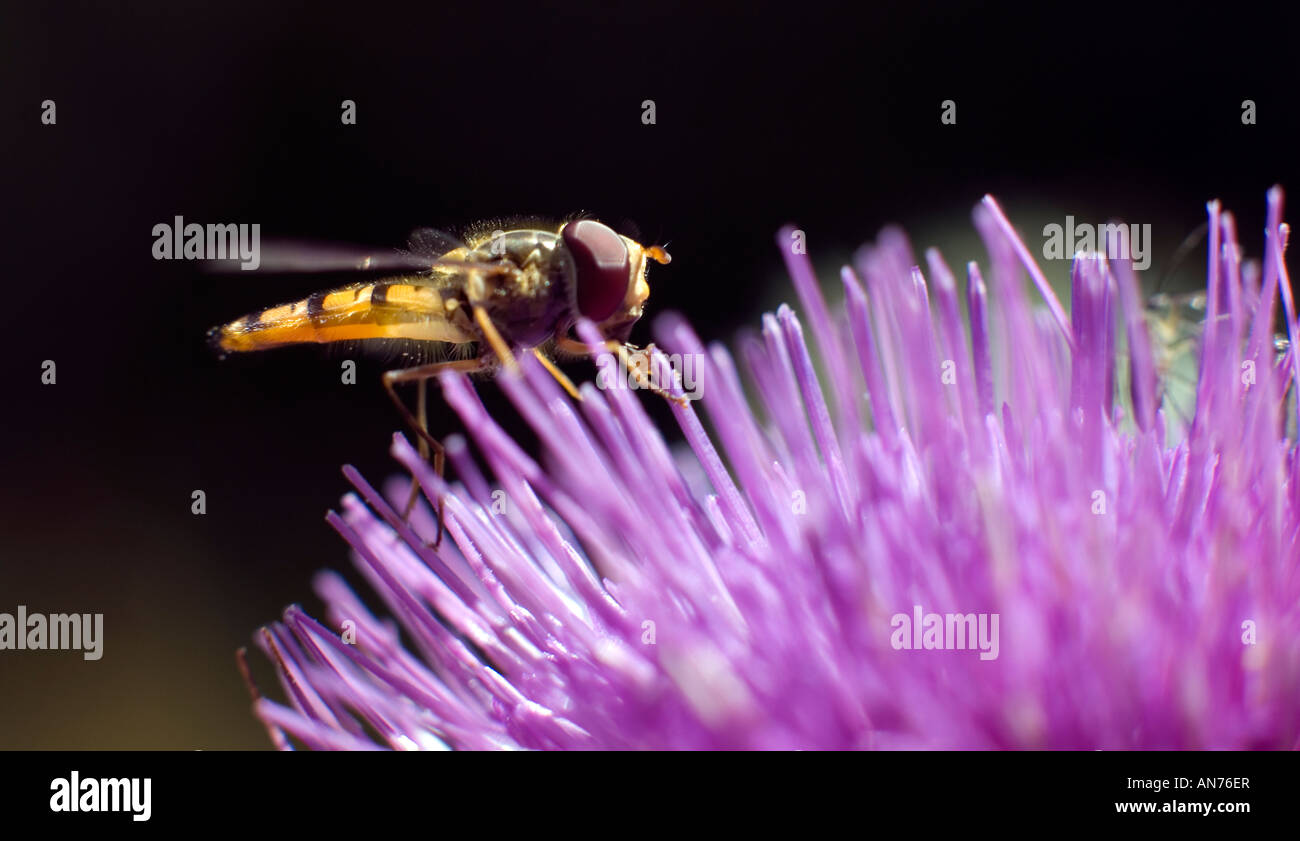 Hover Fly Episyrphus balteatus on purple thistle flower Stock Photo