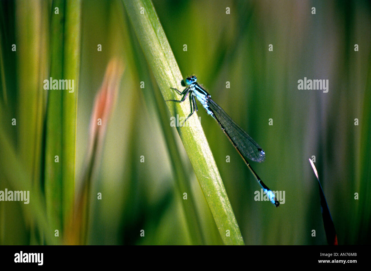 Common Blue Tailed Damselfly Ischnura elegans male Stock Photo - Alamy