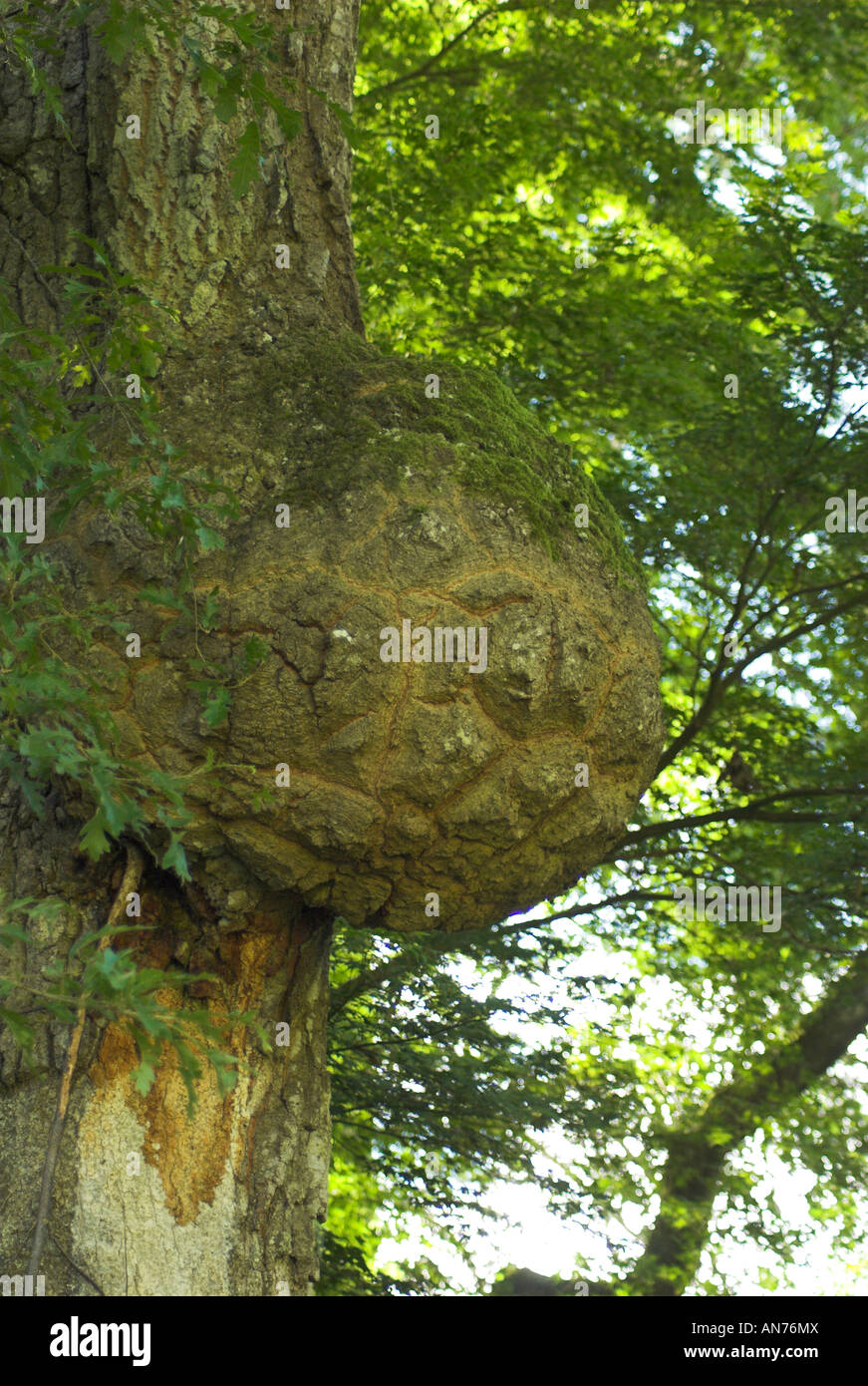An excrescence or wartlike growth on an Oak Tree Stock Photo Alamy