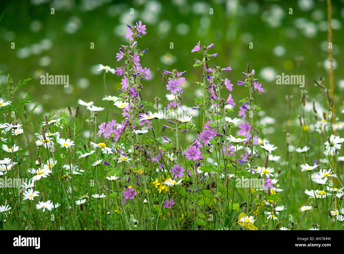 Common Mallow, Malva sylvestris, a perennial herb in wild flower meadow. Stock Photo
