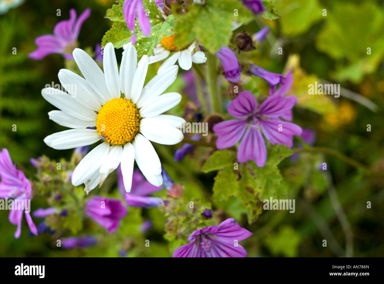 Common Mallow Oxeye daisy chrysanthemum leucanthem Stock Photo