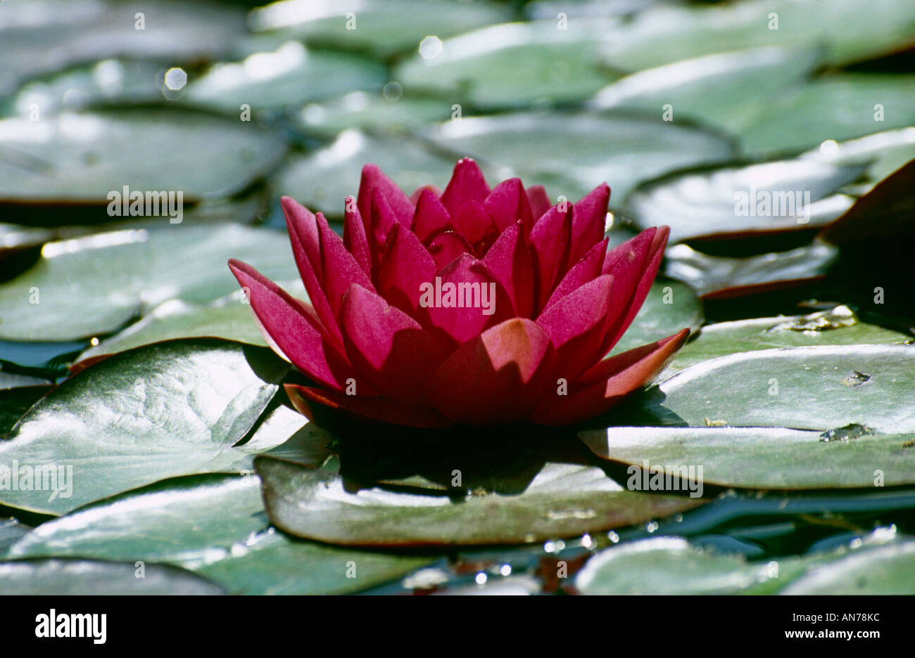 water lily Stock Photo