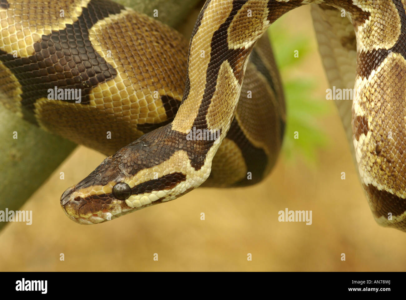 A royal (or ball) python, Python regius Stock Photo