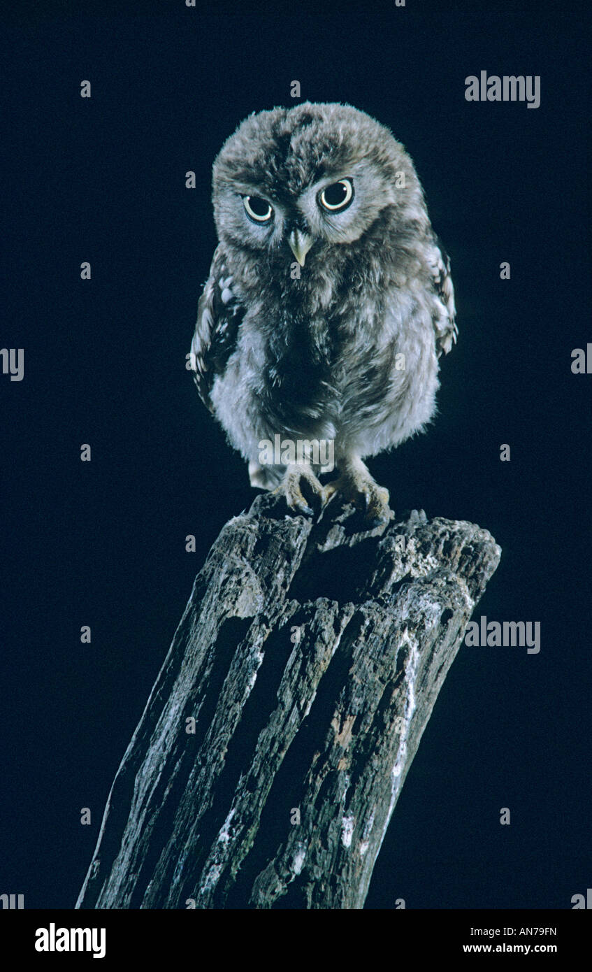 Little owl chick Kent England Stock Photo Alamy