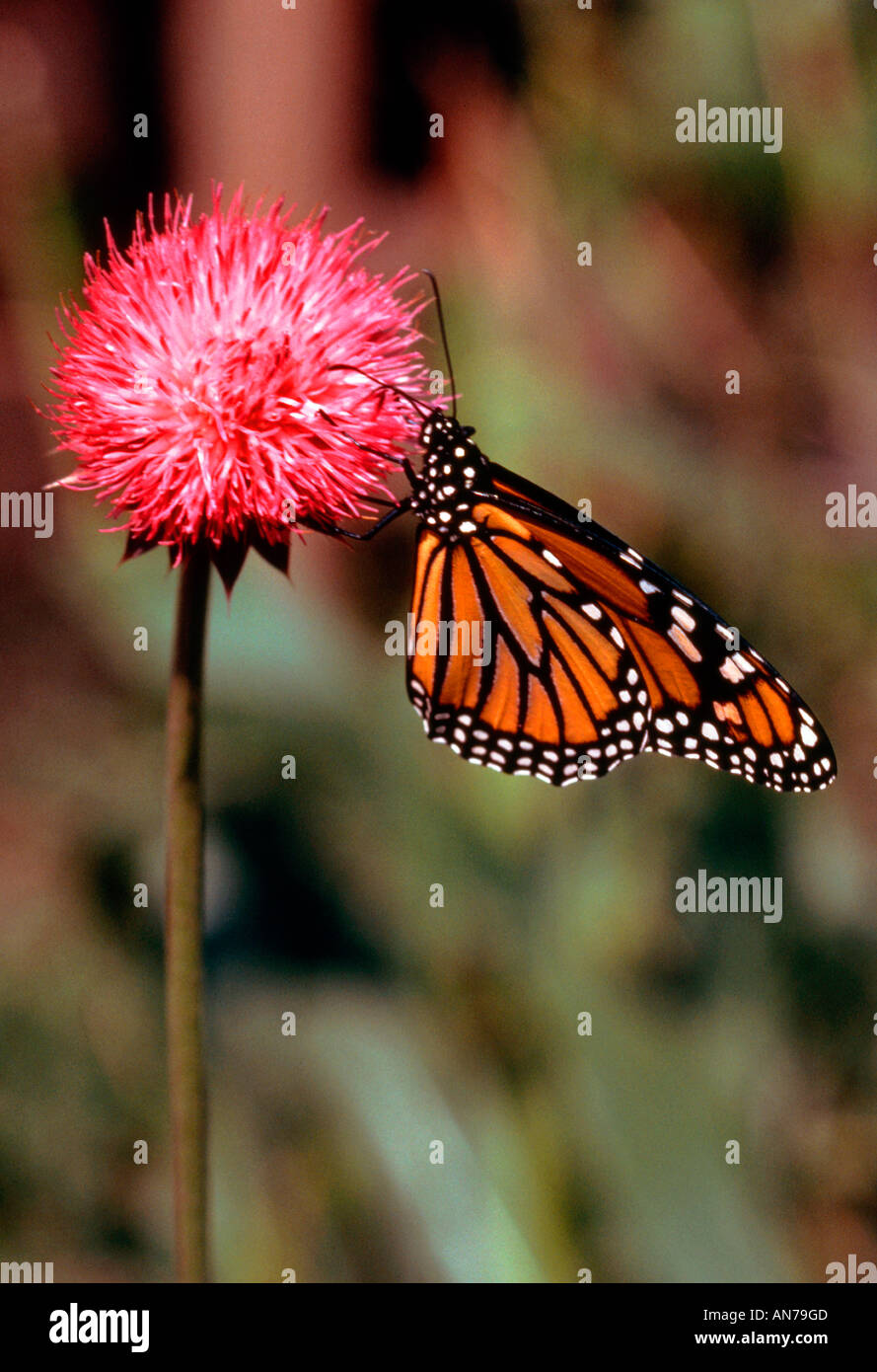 MONARCH BUTTERFLY on wild onion blossom CA Stock Photo