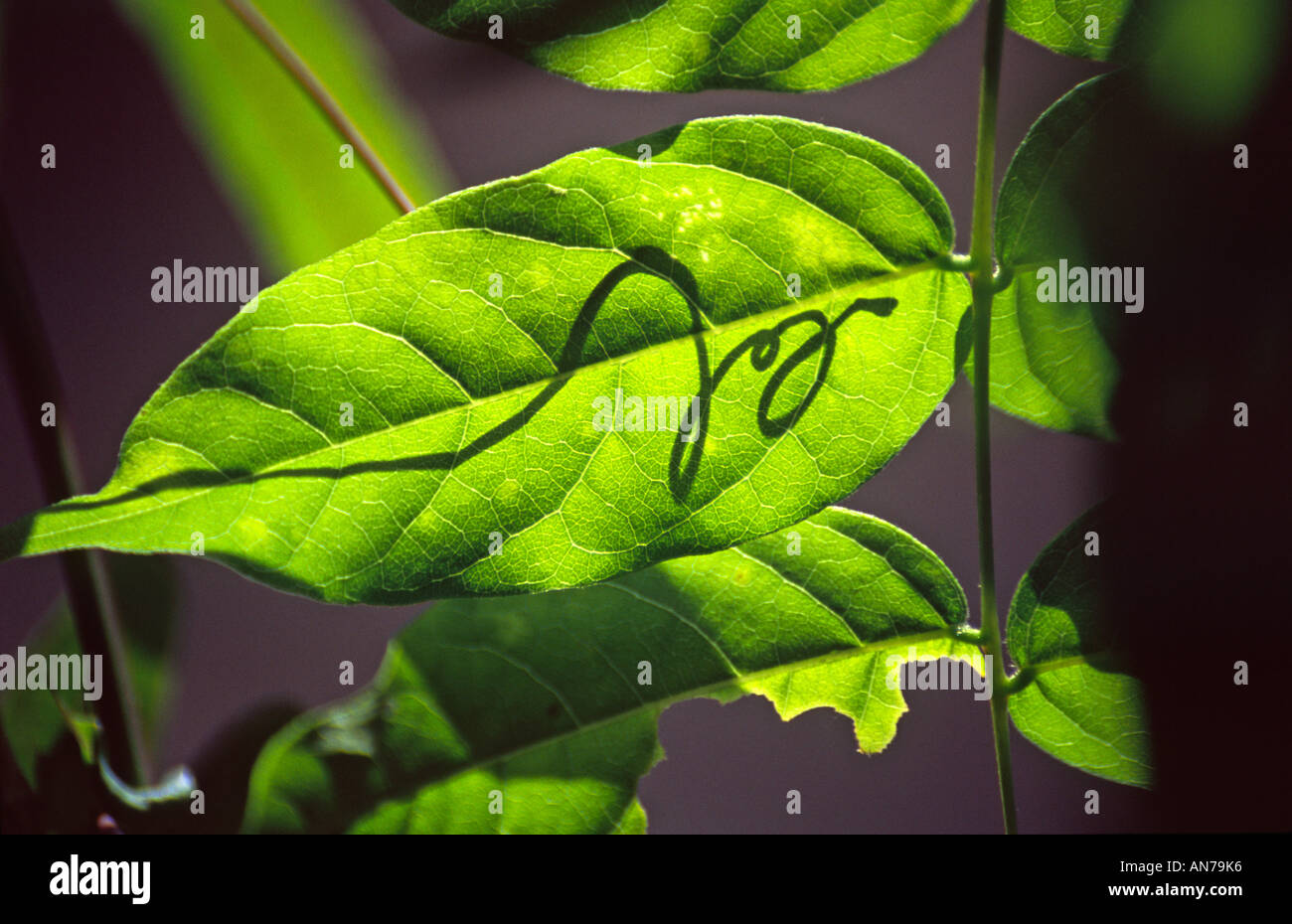 wisteria wistaria leaf glycine Stock Photo